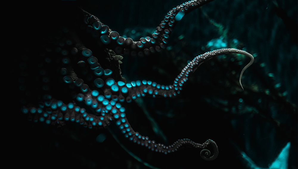 Tentacles underwater